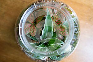 Shallow focus of fresh tropical plants seen in a glass terrarium.