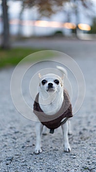 Shallow focus of a funny Chihuahua dog in a  sweater barking in a park