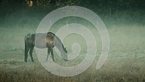 Shallow focus of a grazing horse on a gloomy day