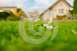 Shallow focus, ground level view of isolated Daisy flowers seen growing on a large garden lawn.