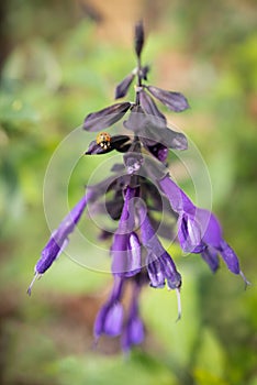 Shallow focus image of purple Salvia Amistad flowers. A ladybug or lady bird is on one of the petals photo