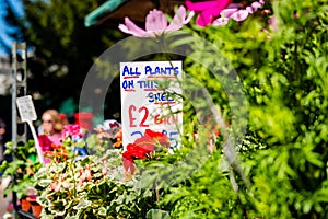 Shallow focus, isolated image of a generic English Pound Sterling sign seen located at a flower stall.