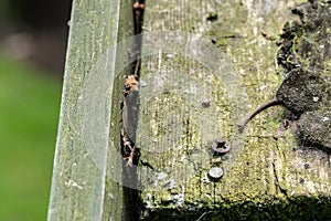 Shallow focus of an isolated wood screw seen drilled into a wooden shed roof
