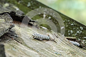 Shallow focus of an isolated wood screw seen drilled into a wooden shed roof