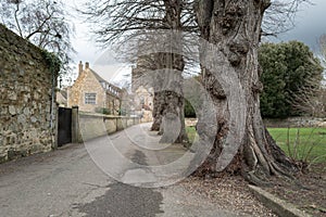 Shallow focus of large burr seen on old and established trees.