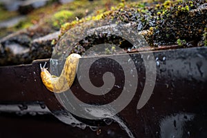 Shallow focus of a large garden slug.