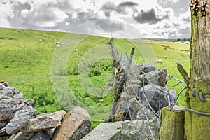 Shallow focus of an old stone wall partitioning a sheep meadow .