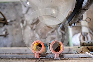 Shallow focus of a pair of rubber milking teats used for connecting to a cow`s udder prior to milking.