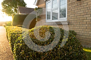 Shallow focus of a privet hedge in the front garden of a bungalow.