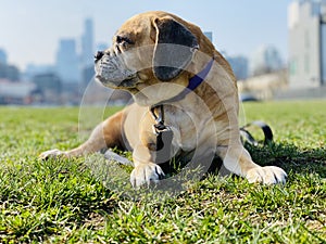 Shallow focus of a puggle on a green lawn in Chicago