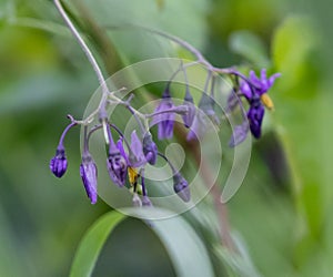 Shallow focus of a purple Scutellaria baicalensis flower with green plants blurred background photo