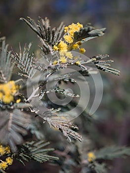 Shallow focus shot of Acacia dealbata captured during daylight