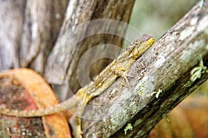 Shallow focus shot of an Agama standing on a tree in the middle of the forest