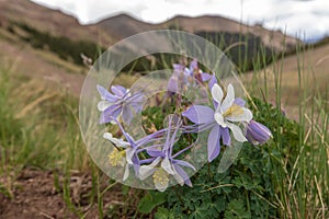 Shallow focus shot of beautiful colorado blue columbine in a field