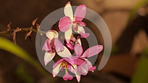 Shallow focus shot of a beautiful Phalaenopsis equestris flower