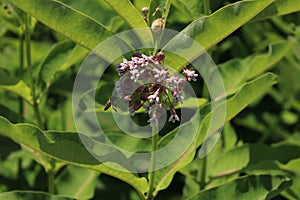 Shallow focus shot of a beautiful savage flower