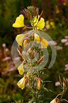 Shallow focus shot of a beautiful yellow large-flowered evening primrose