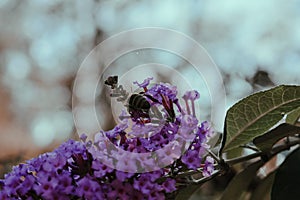 Shallow focus shot of a bee on purple verbenas