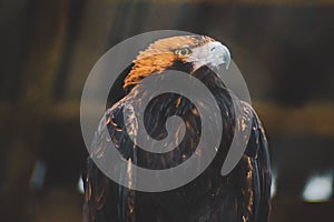 Shallow focus shot of a Berkut bird looking at its left side photo