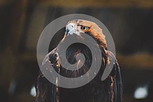Shallow focus shot of a Berkut bird looking at its right side photo