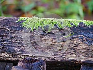 Shallow focus shot of a burnt tree trunk covered with hypnum moss photo