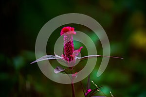 Shallow focus shot of a Celosia flower in a garden