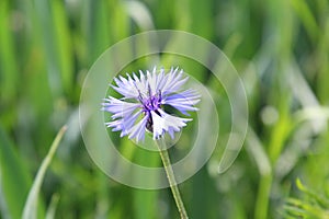 Poco profondo concentrarsi da fiore 