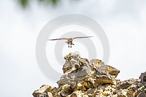 Shallow focus shot of Common kestrel flying above rock formation with open wings