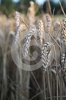 Shallow focus shot of Common wheats in the field, vertical shot