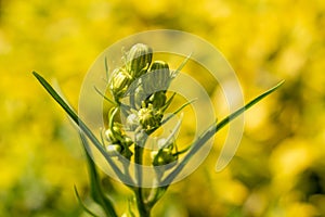 Shallow focus shot of a Crepis tectorum with blur yellow background in the garden