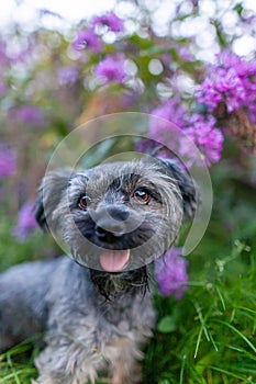 Shallow focus shot of a cute Yorkipoo in a purple lilac field