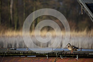 Shallow focus shot of a duck perched on a wooden dock of a lake