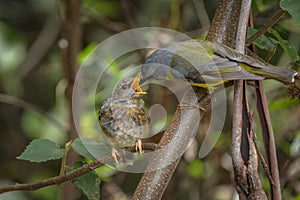 Shallow focus shot of an eastern yellow robin feeding its chick with blur background photo