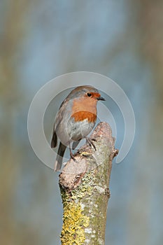 Shallow focus shot of an European robin bird perching on broken tree with blur background