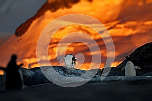 Shallow focus shot of a Gentoo penguins standing on rocks