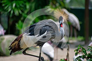 Shallow focus shot of a gray crowned crane in the park