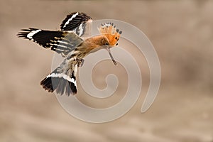 Shallow focus shot of a Hoopoe bird on midflight photo