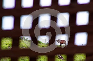 Shallow focus shot of  a horse standing in the field being looked at from a square on a window