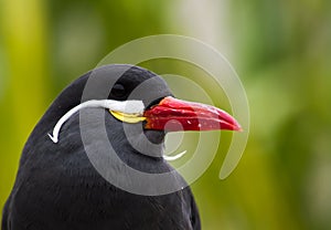 Shallow focus shot of an Inca tern bird