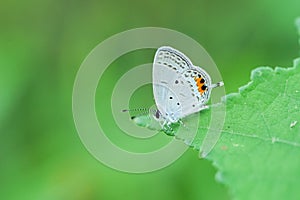 Shallow focus shot of an Indian cupid butterfly (Cupido lacturnus) on a leaf