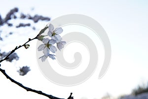 Shallow focus shot of Japanese cherry blossoms on a tree branch with blur background