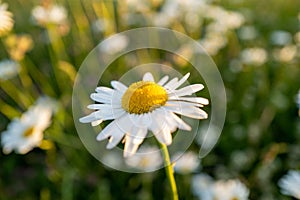 Shallow focus shot of a mayweed