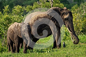 Shallow focus shot of a mother and a baby elephant walking on a grass field at daytime
