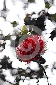 Shallow focus shot of Ohia Lehua flowering plant with blur background