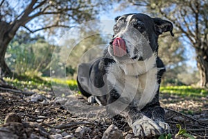 Shallow focus shot of an old dog resting on the ground while licking its nose