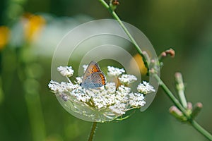 Shallow focus shot of a Purple-shot copper butterfly on Yarrow
flower with blur background