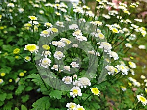 Shallow focus shot of Pyrethrum Daisy blowers shot on smartphone