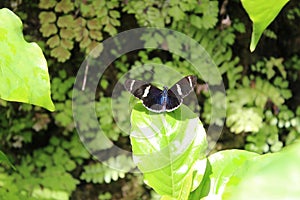 Shallow focus shot of Sara longwing butterfly on green leaf