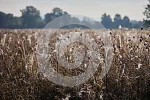 Shallow focus shot of spider webs in the morning dew around the river of Isar in Bavaria, Germany