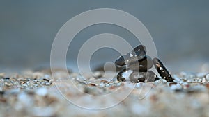 Shallow focus shot of stack of small wet black pebbles on the rocky beach